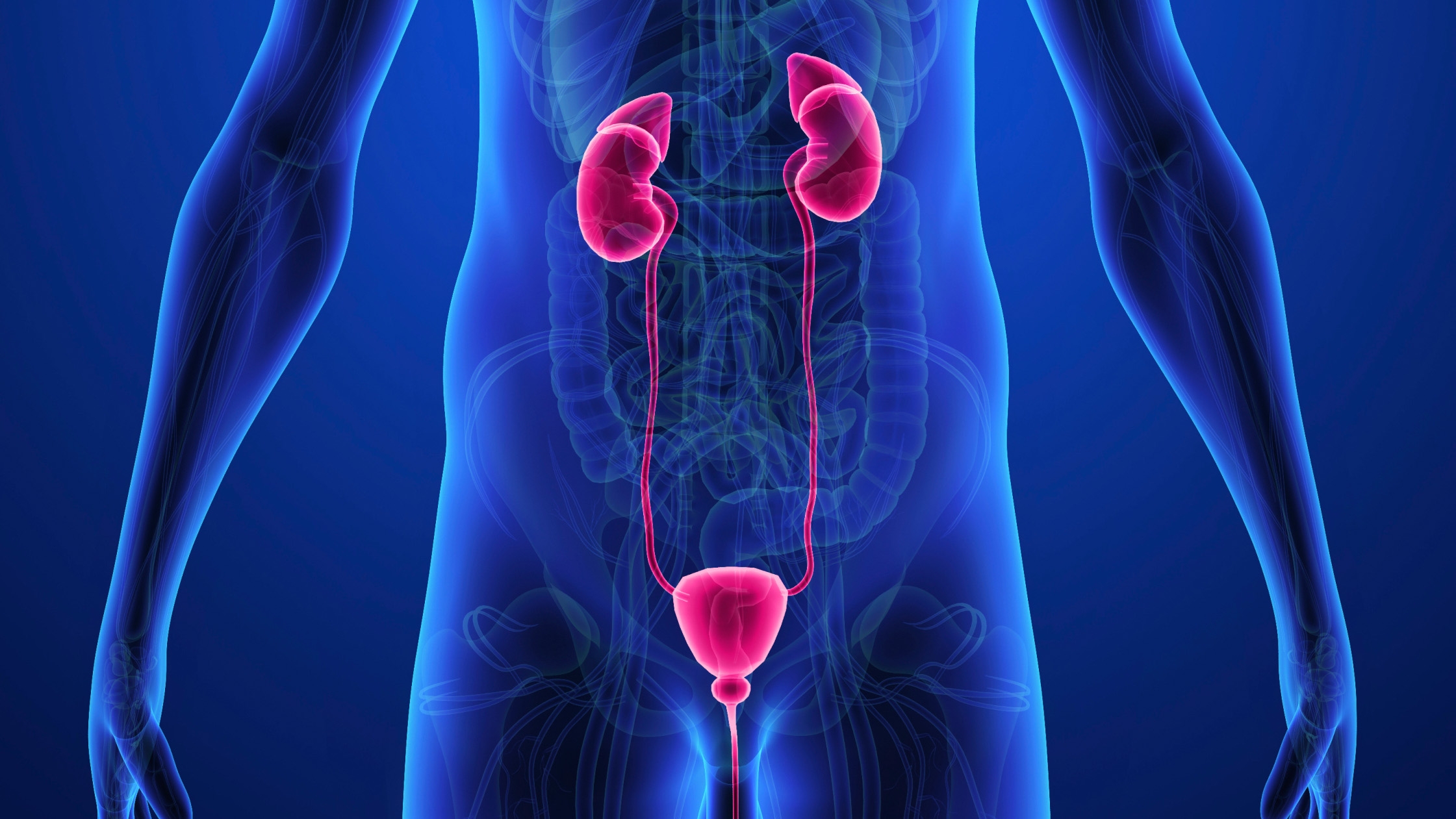 SME-bladder-urology_135489